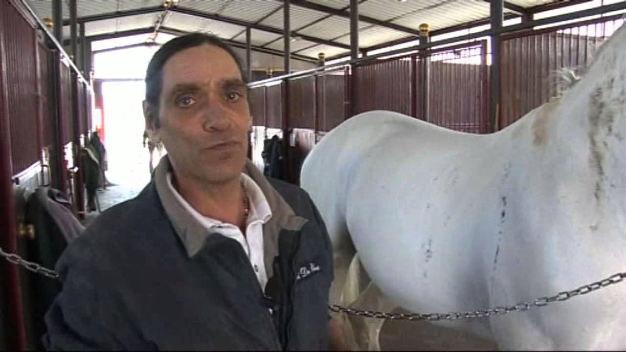 Horse Show Jumping Grooming Pt.9: la pulizia dei cavalli grigi