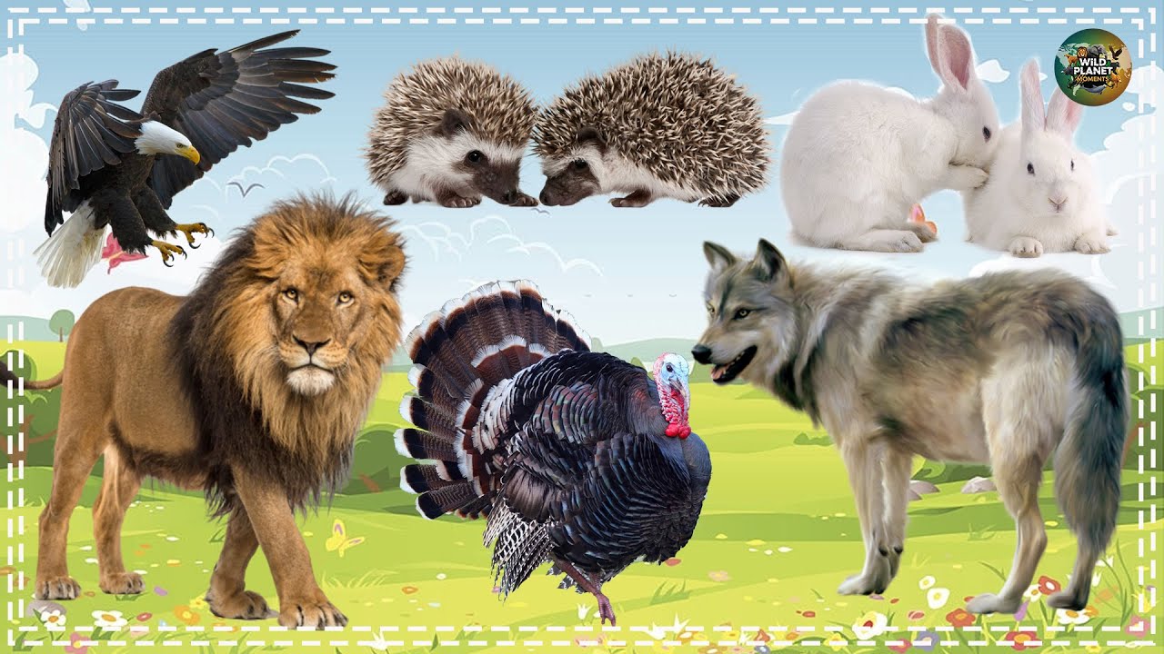 Animal Farm Sounds: Eagle, Porcupine, Rabbit, Lion, Pheasant, Wolf - Animal Paradise
