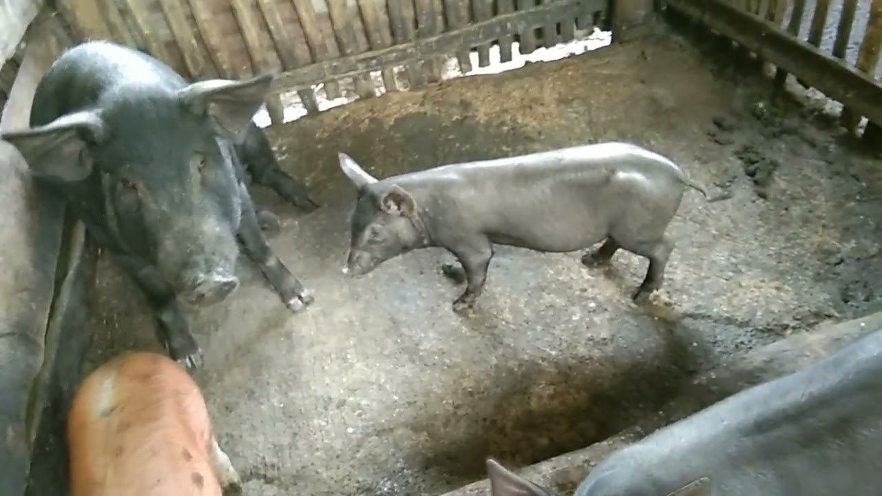 NAKABINTA NA NAMAN KAMI ULIT NG ISANG NATIVE PIG#business #buhayprobinsya #animals #viral 🐖🐷