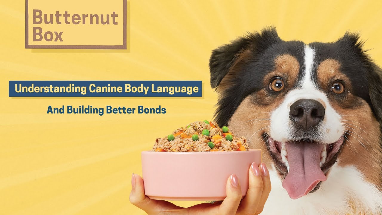 🐕 Wag & Wellness: Understanding Canine Body Language - Building Better Bonds