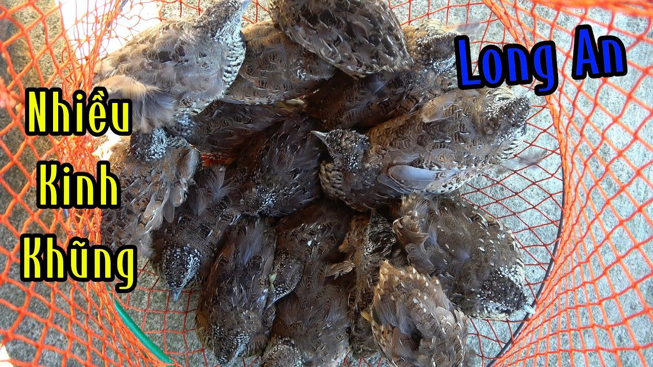 Kỷ Lục Khu Long An Chim Nhiều  Kinh Khủng | Đam Mê Săn Bắt