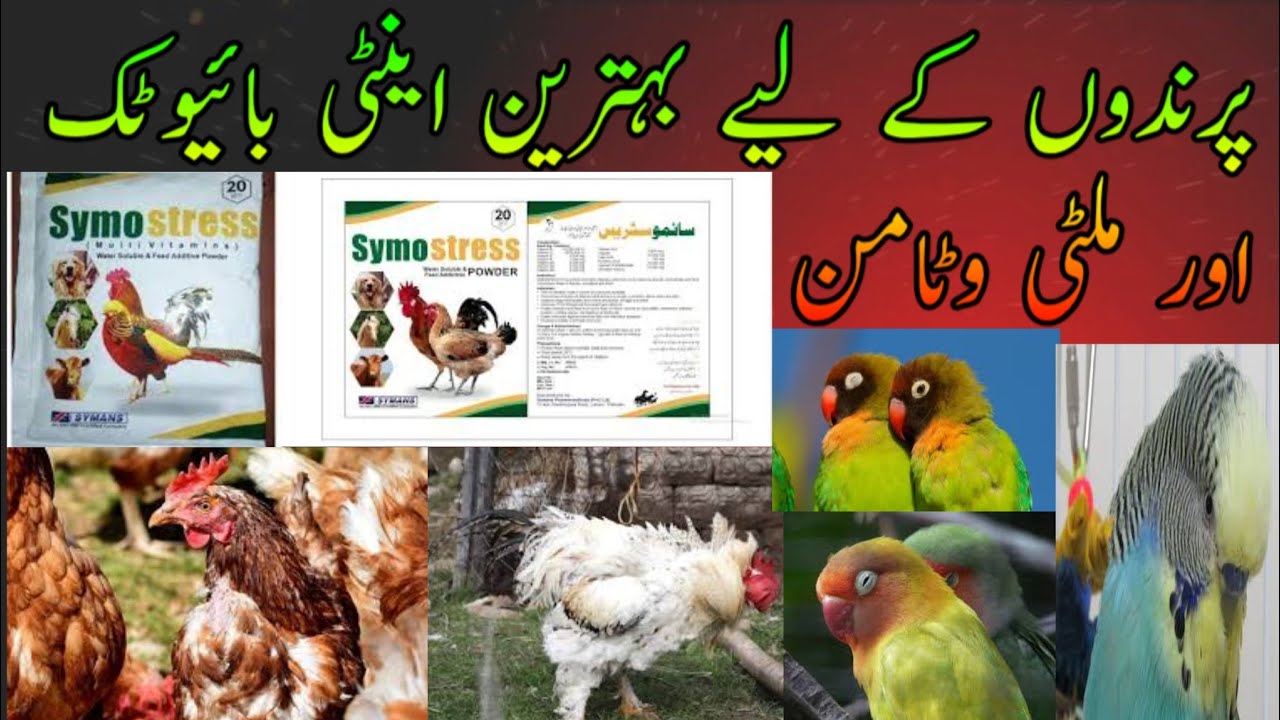 Best multivitamin and antibiotic for all birds | symostress | benefits off multivitamins
