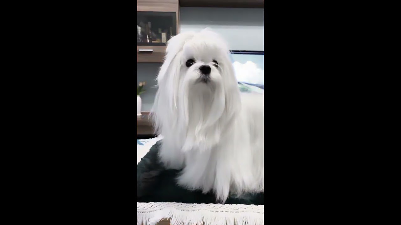 Bichón maltés Coreano , americano y europeo