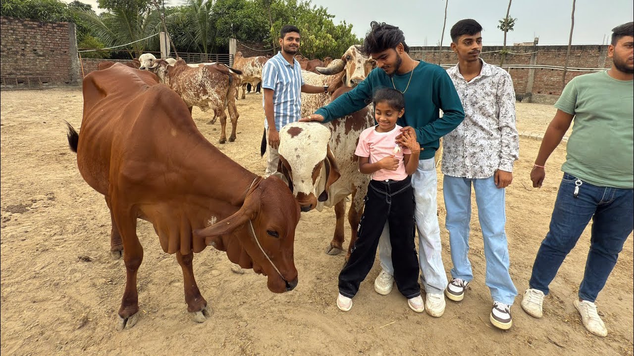 “Serving and feeding cows”🐮 