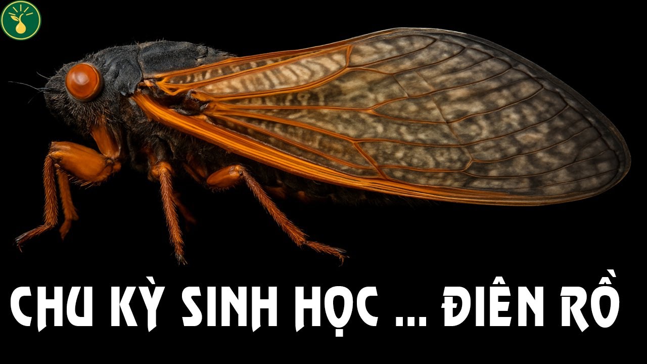 Bí mật của ve sầu: Cỗ máy sinh học phi lý | Hạt sự thật