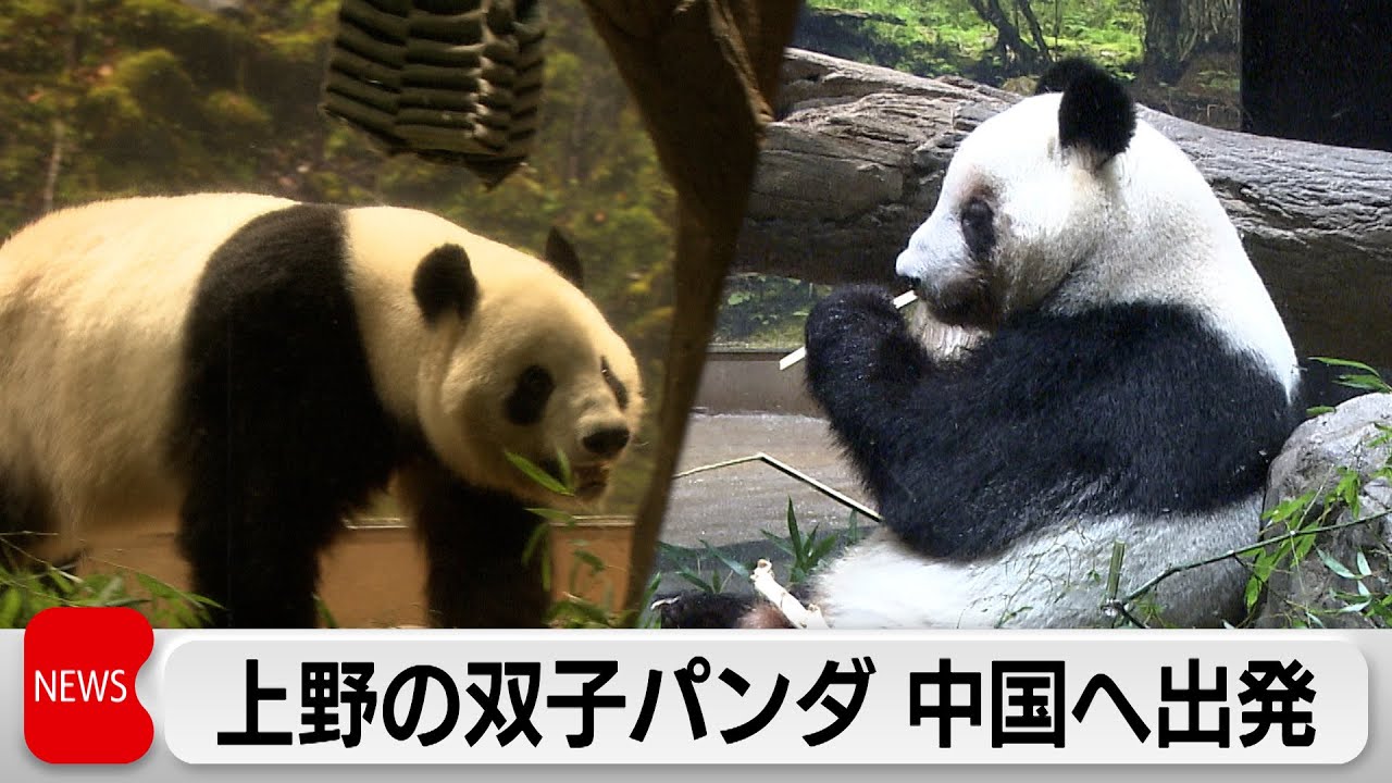 国内パンダ「ゼロ」へ　別れを惜しむファンが駆けつける