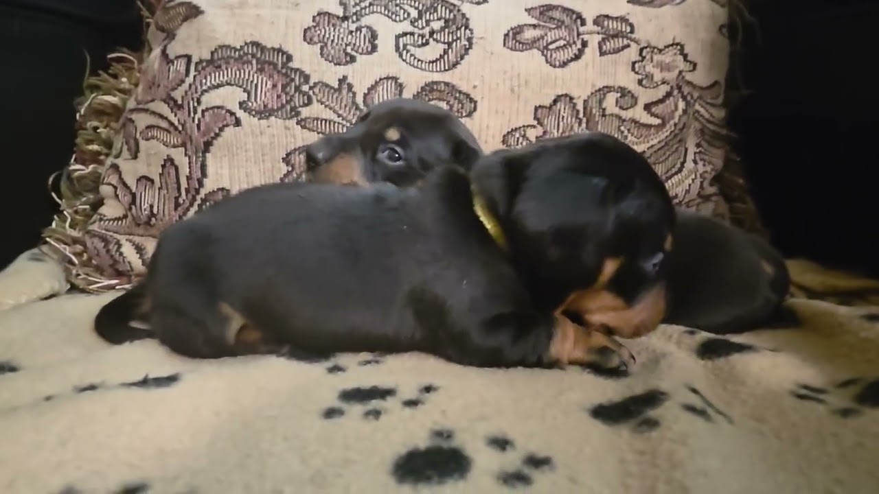 Puppies!