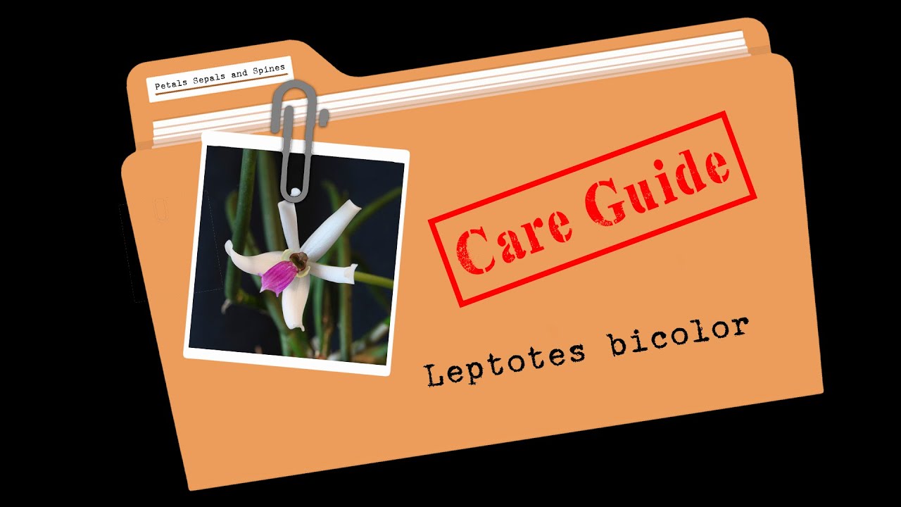 Care Guides - Leptotes bicolor // #CareCollab