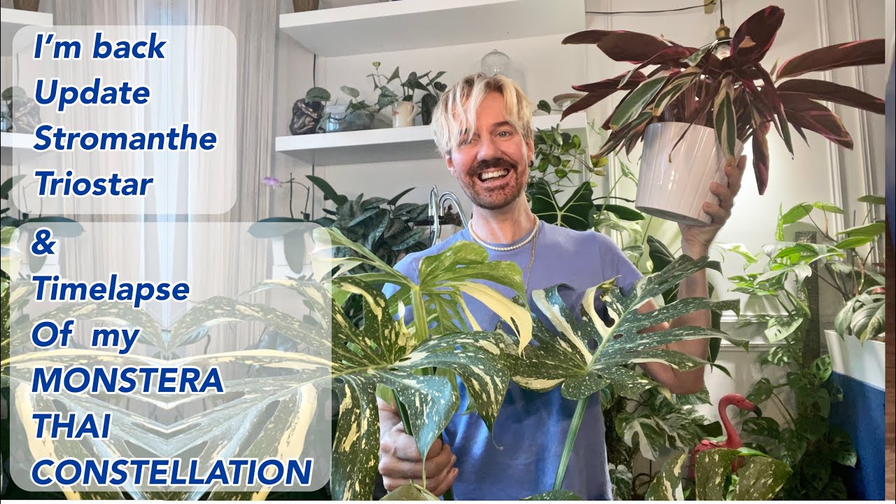 Leaf 12  Monstera Thai Constellation, Timelapse / and a quick look at stromanthe triostar
