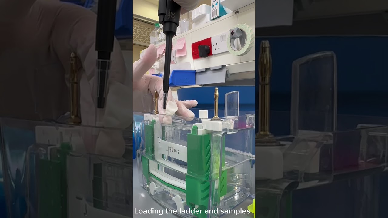 western blot