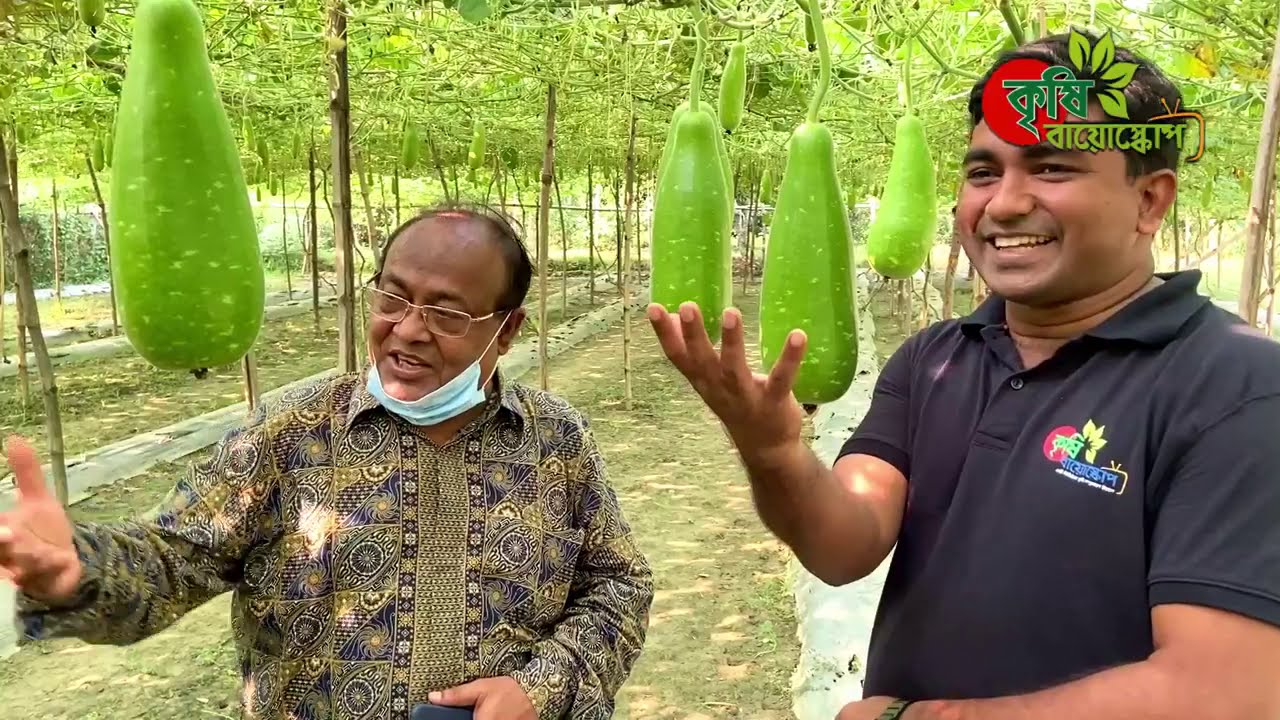 হাইব্রিড লাউ বীজ 
