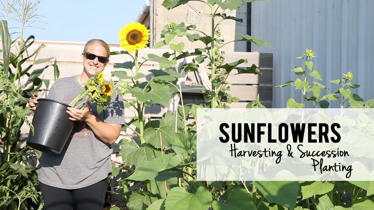 Sunflowers : Harvesting and Succession Planting for my Cut Flower Garden and Market Bouquets