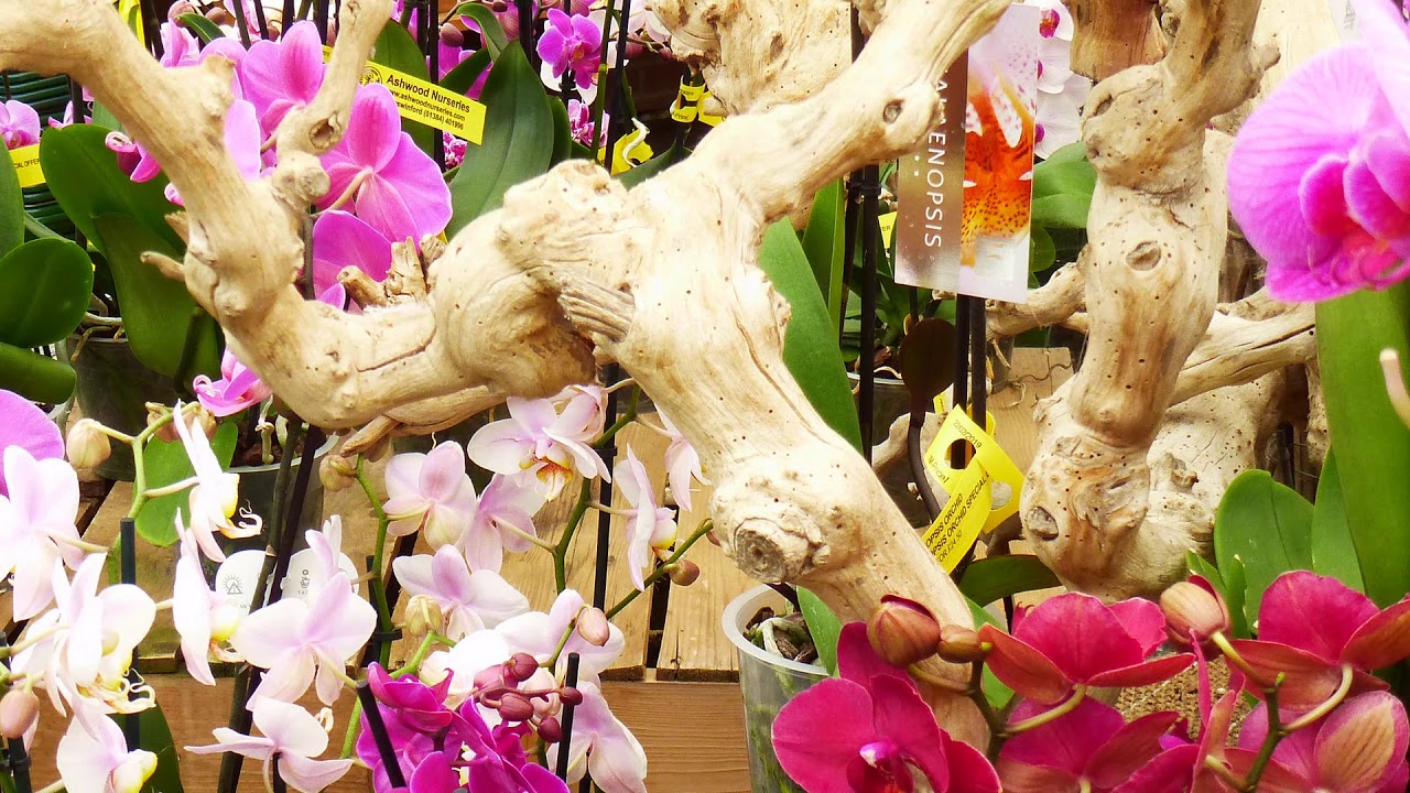 ASHWOOD NURSERIES-WEST MIDLANDS