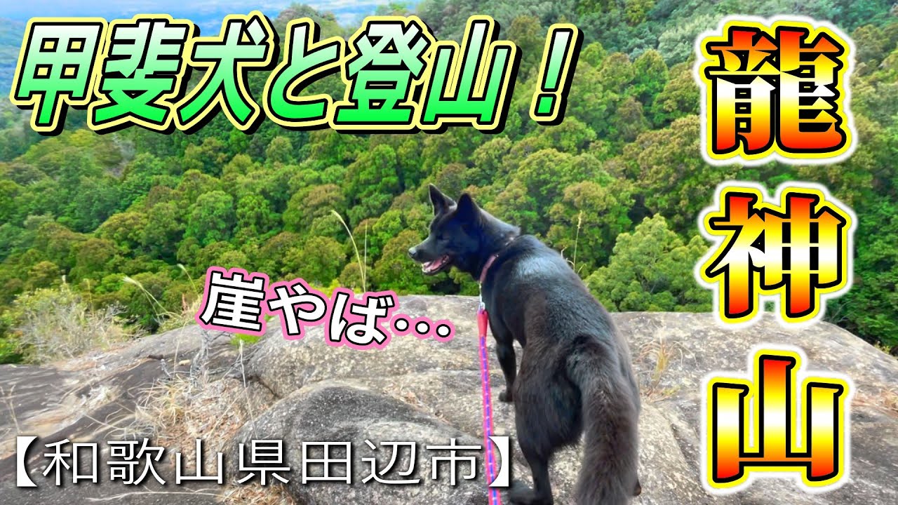 甲斐犬と山に登ったら、みんな元気良すぎました!!