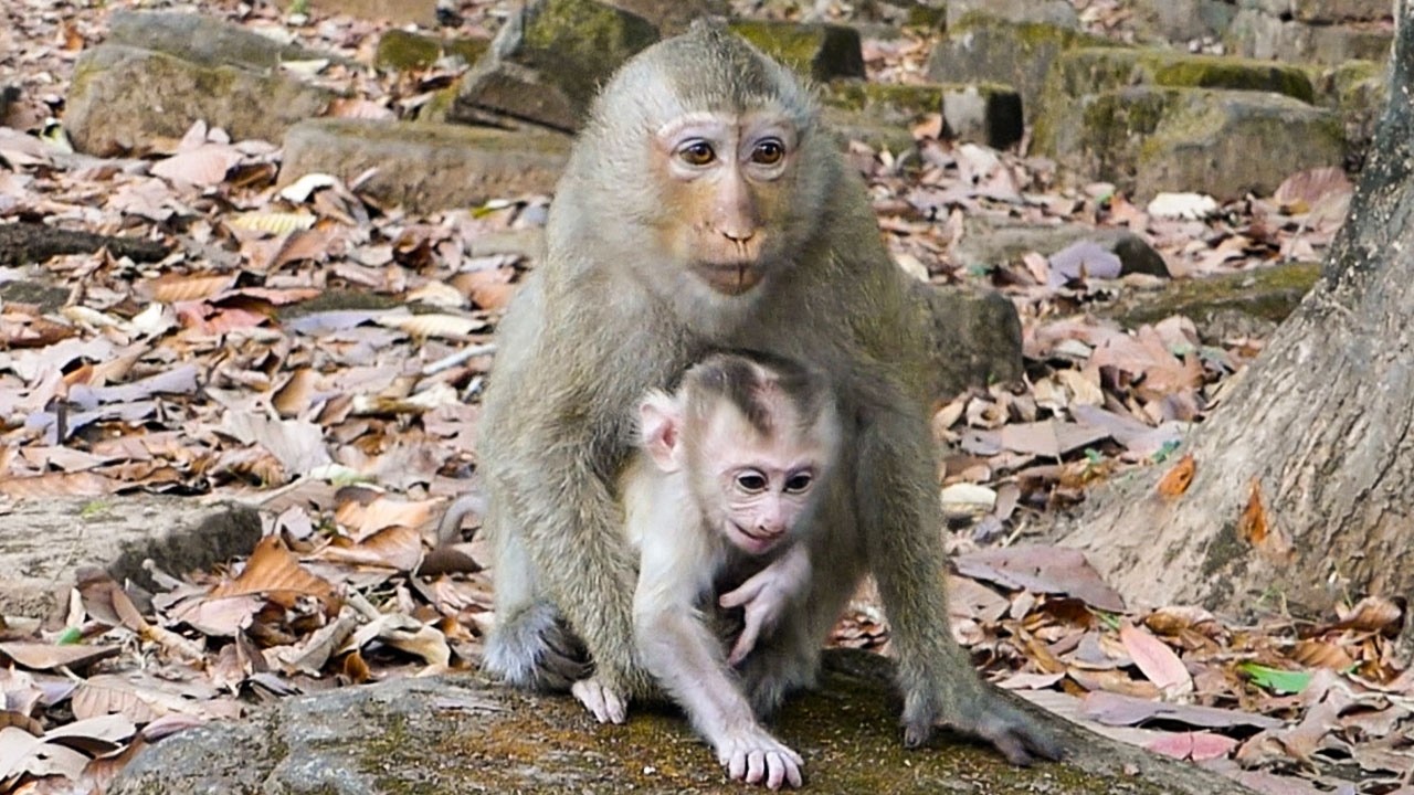 Gentle forest living |Monkey Rainbow lip smacks to mom Libby asking to help Levy training