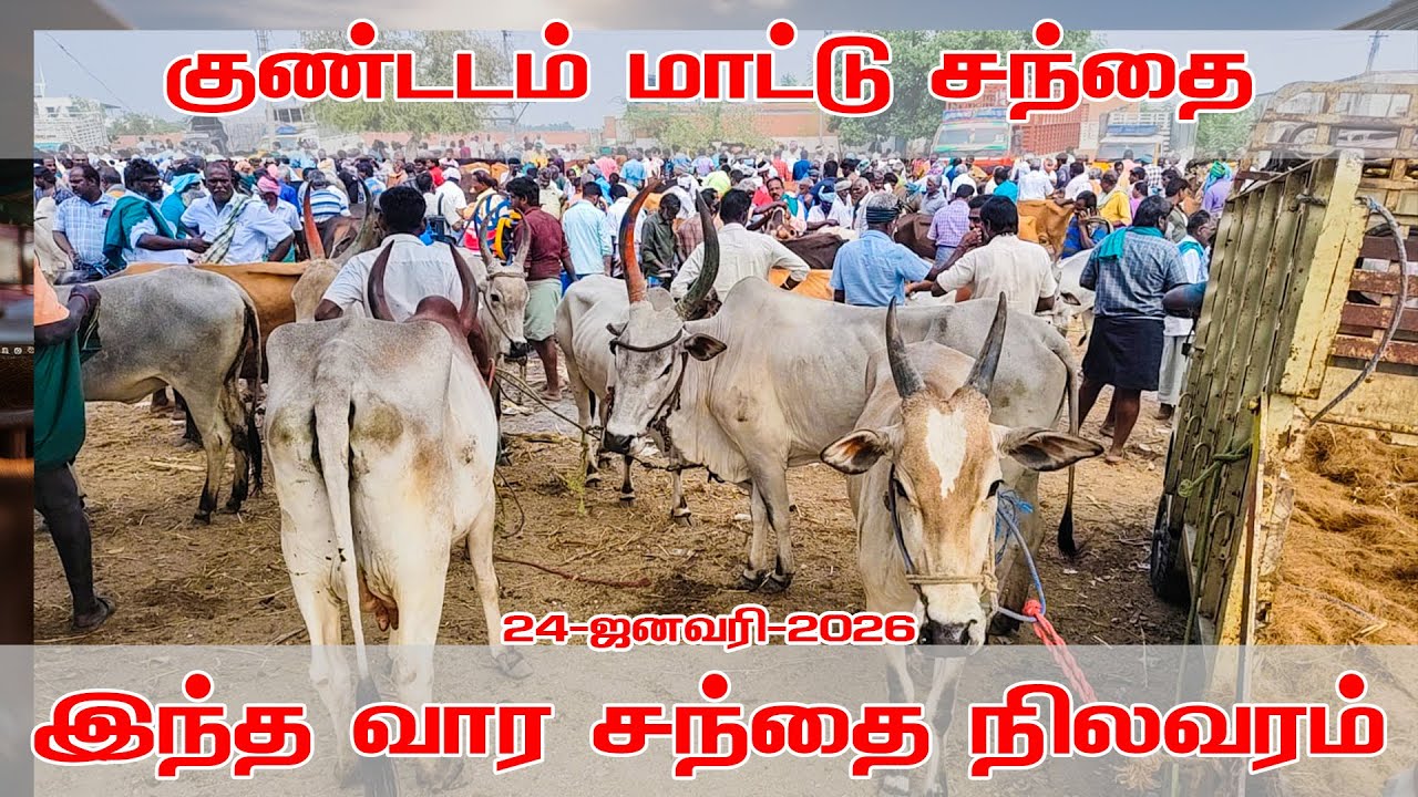 குண்டடம் மாட்டு சந்தை இந்த வார சந்தை நிலவரம் #kangayam_kalai #kangayam_breed