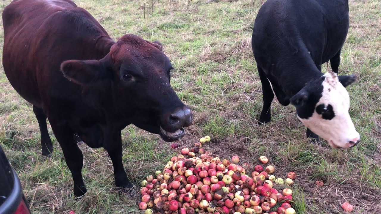 Cows eating apples