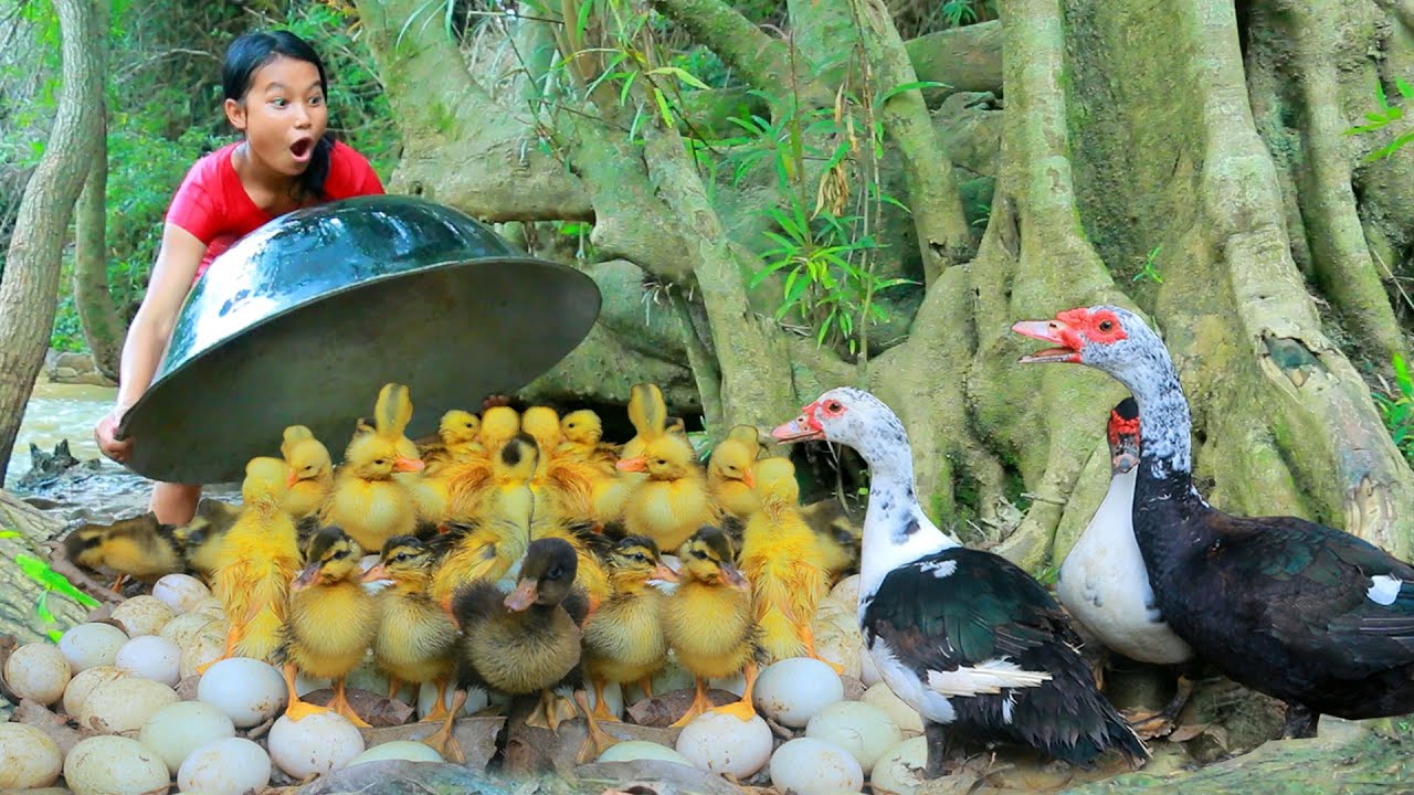 Woman helped baby duck At river & Fried egg Duck for dog Eating delicious