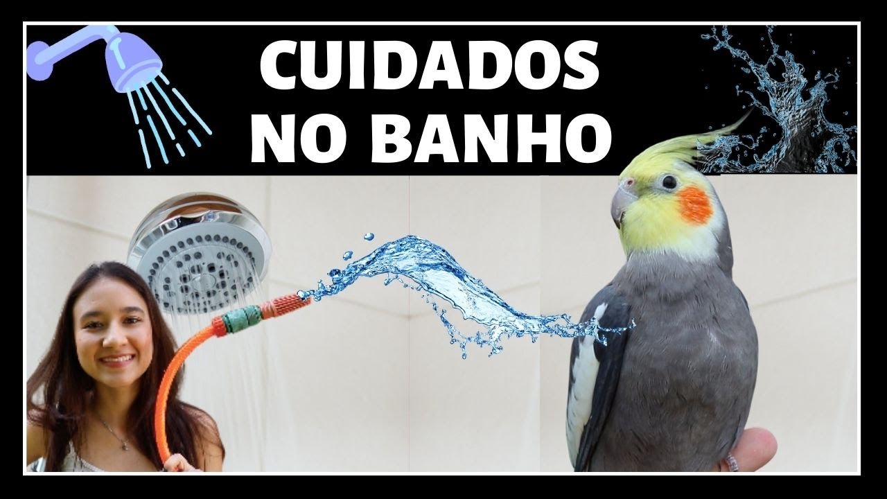 CALOPSITA TOMANDO BANHO