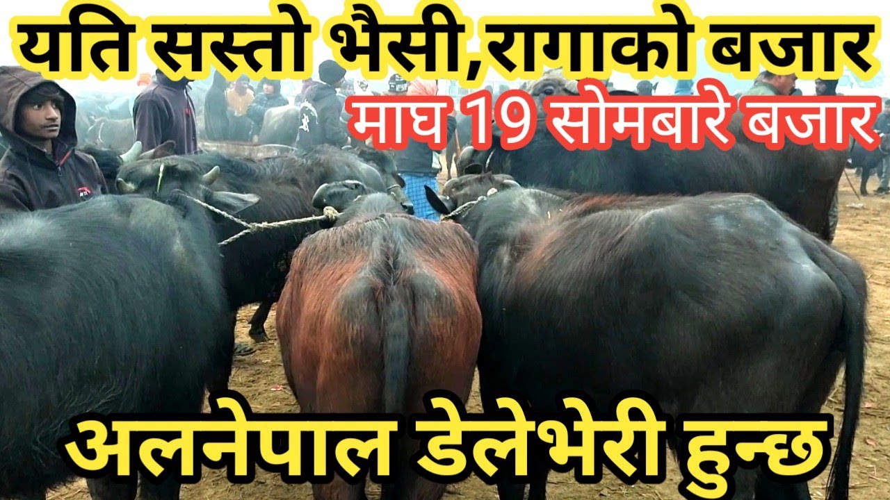 यति सस्तो भैंसी रागा बजार ! buffalo market in nepal ! nepali village !