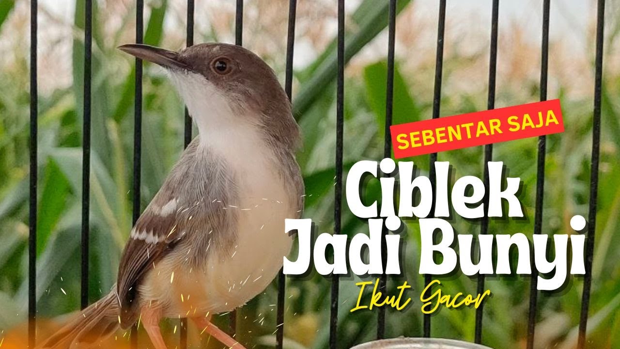 Pancingan Ciblek Agar Cepat Bunyi Ngebren