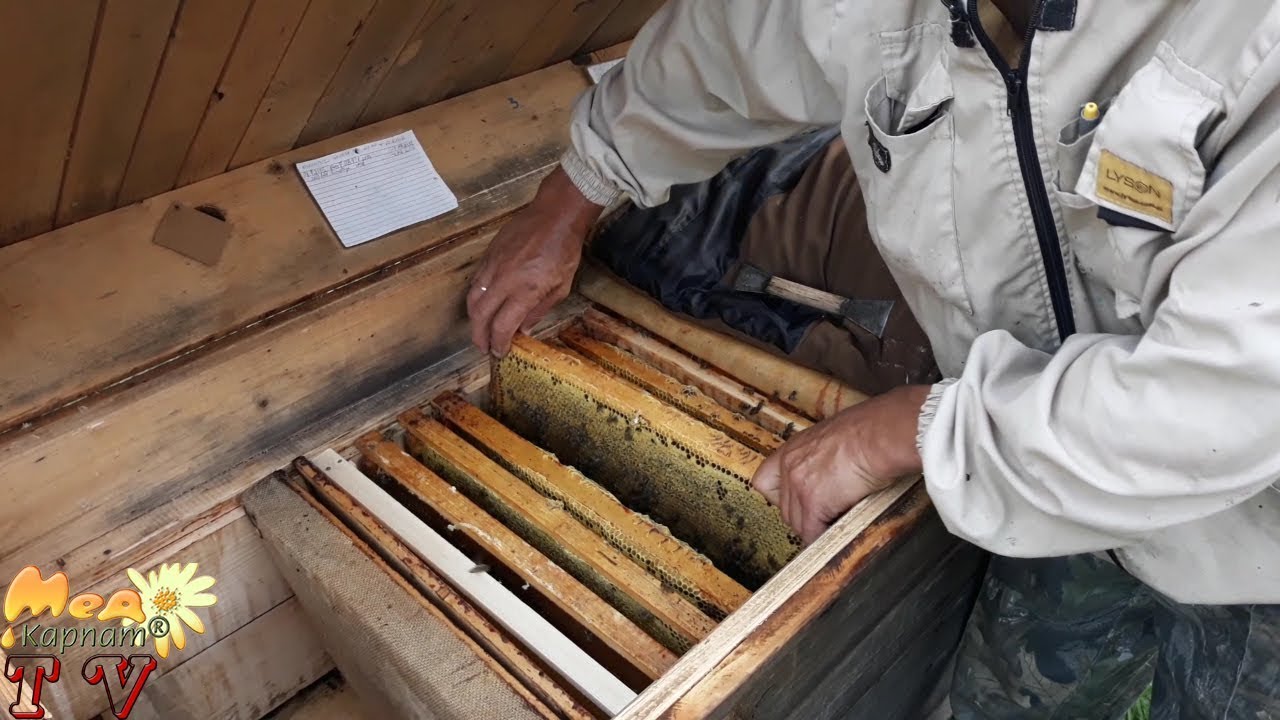 Санітарія вуликів - запорука здоров'я бджіл / Beehive sanitation is the key to bee health