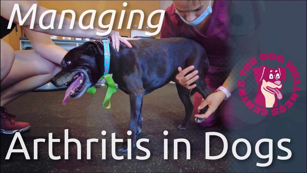 Tips for Managing Arthritis in Dogs