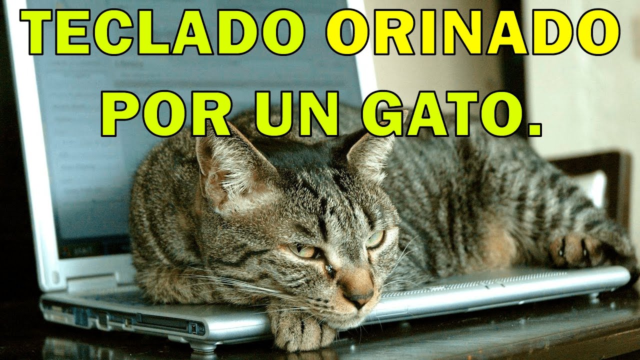Como se ve un teclado orinado por un gato? Como probamos los teclados.