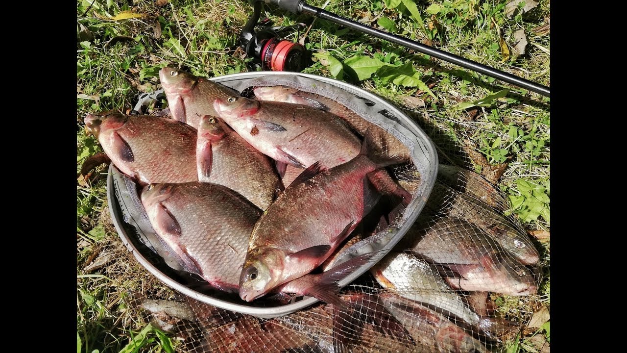 Секретные места Припяти! Ловля на Фидер!