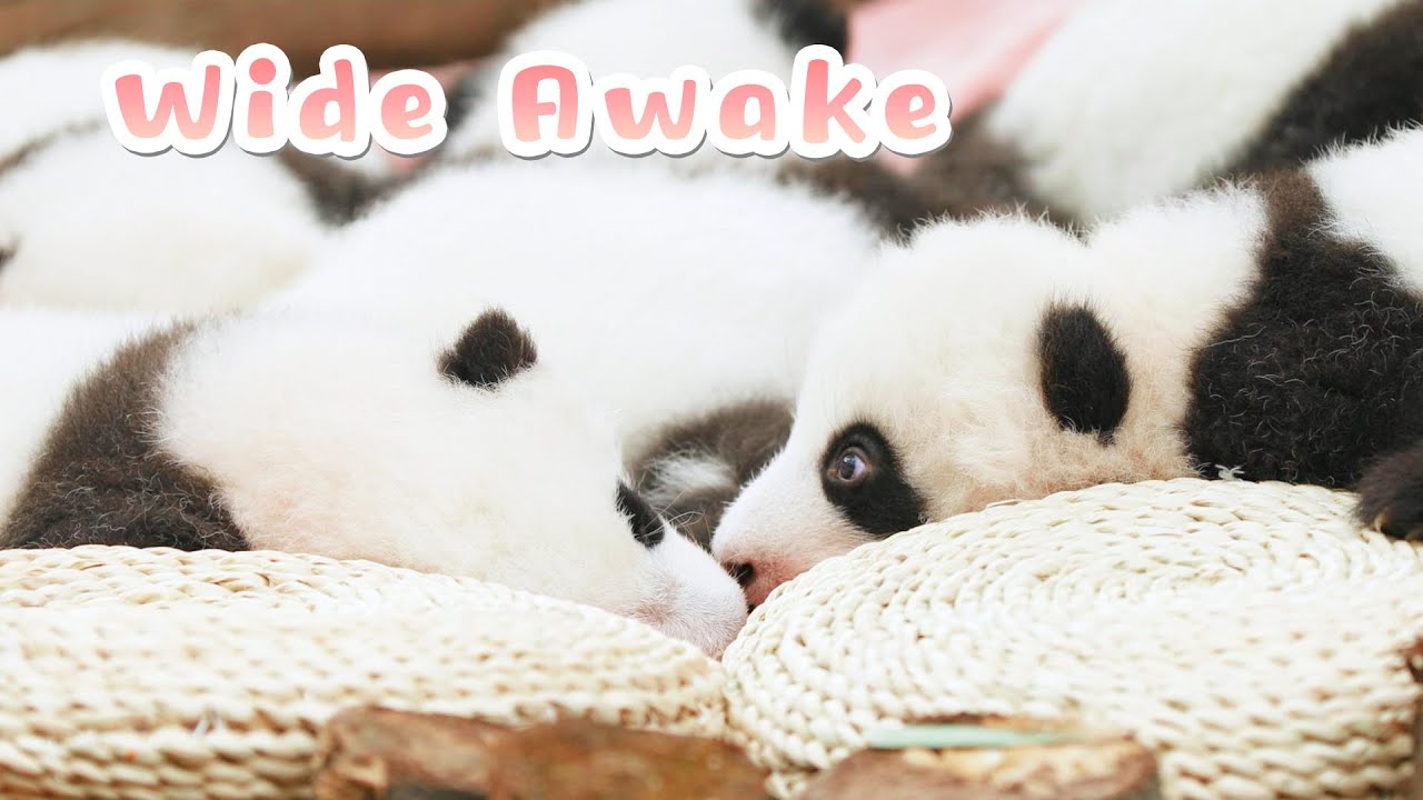 Sing A Lullaby To Help Panda Baby Sleep | iPanda