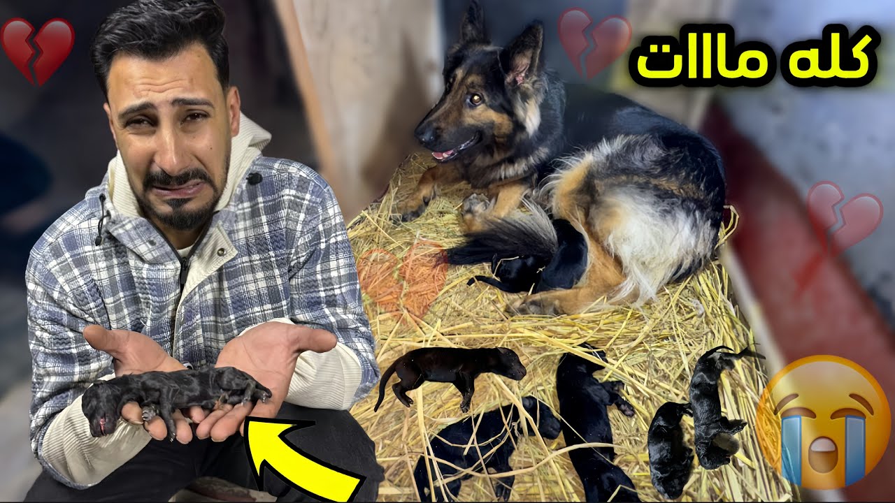 بولا ولدت والفرحه ما كملت | الجراوي مااتت😭