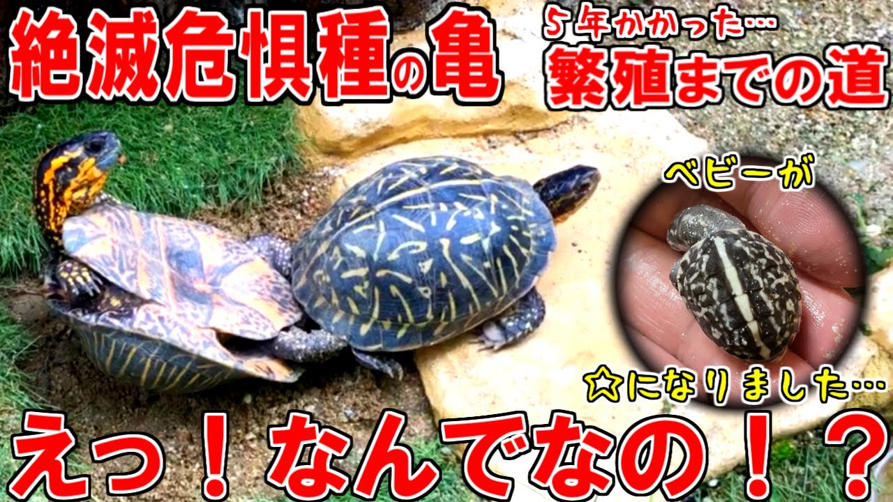 【フロリダハコガメ】残念なご報告があります…。フロリダハコガメのベビー孵化のご報告【繁殖への道】