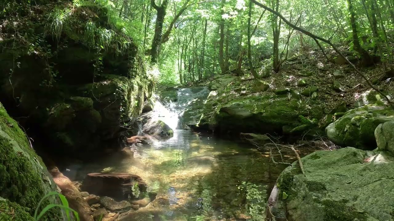 Spring Forest Stream — Real Time, Natural Sound | STILLTIME