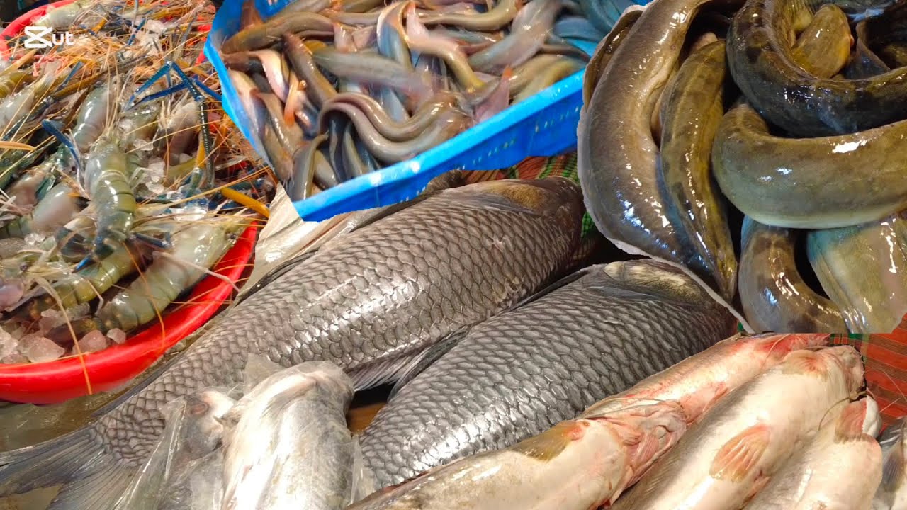 KARWAN BAZAR MORNING FISH MARKET DISTRIBUTE ALL RIVER FISH IN DHAKA BANGLADESH