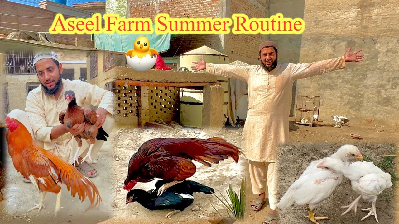 Aseel Farm Summer Routine 🐣