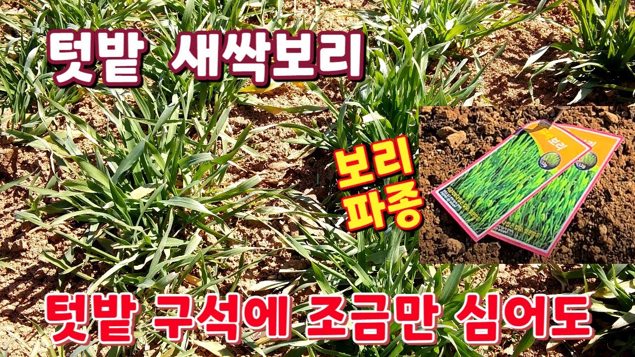 그냥 심기만 하시면 됩니다. 노지 텃밭에 새싹보리 심는 시기와 심는 방법. 작은 공간에 종자용 보리를 조금만 심어도 겨울이 풍성합니다.
