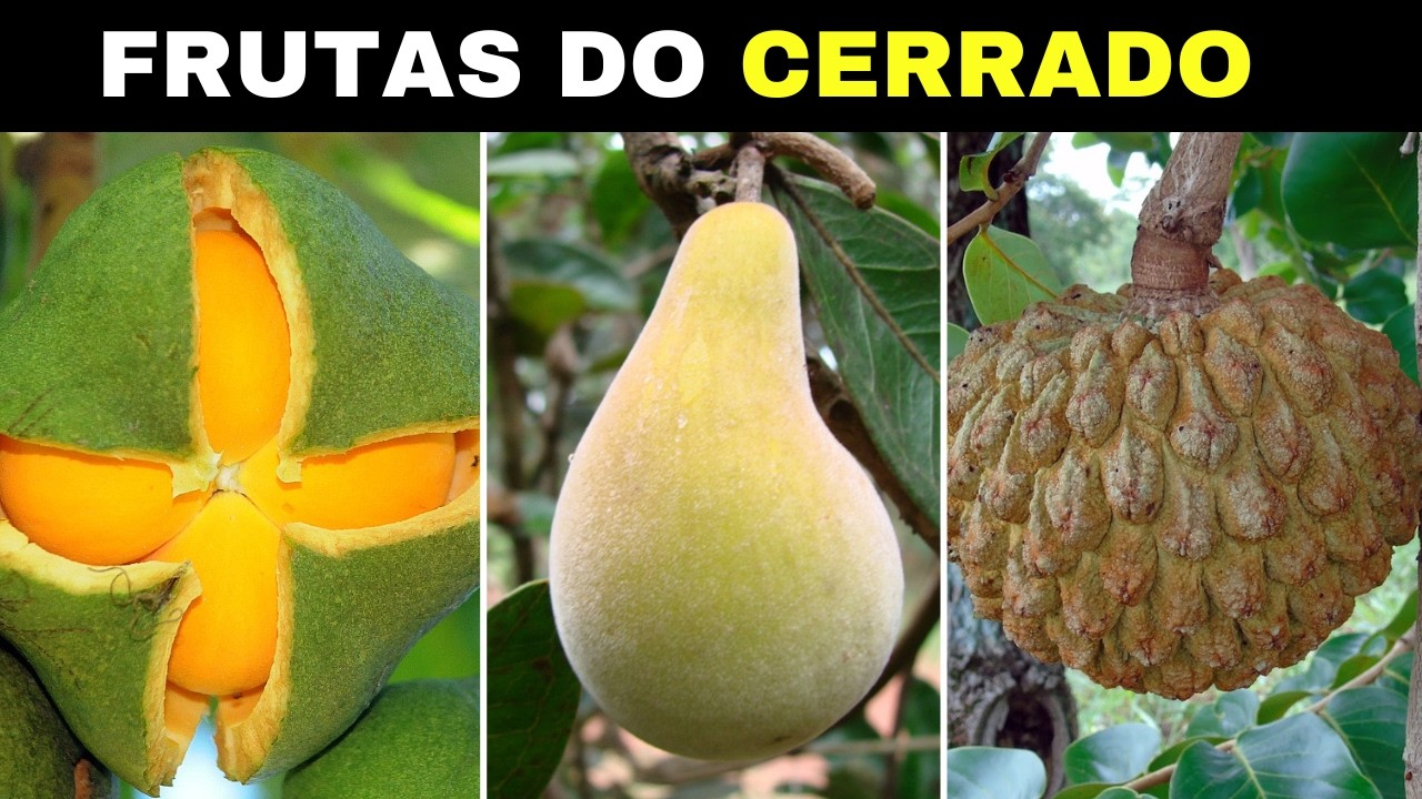 20 Frutas Nativas do CERRADO Brasileiro Mais INCRÍVEIS e CURIOSAS