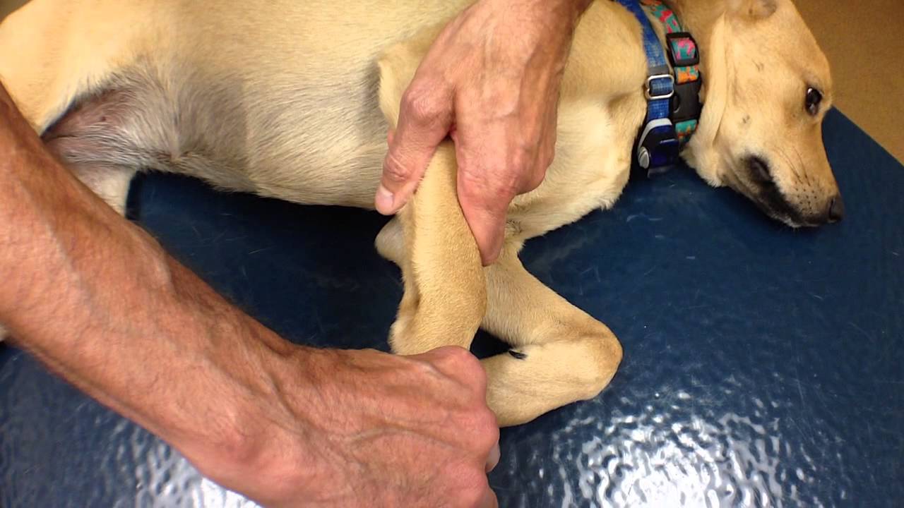 Passive Range of Motion - Carpus (Wrist)