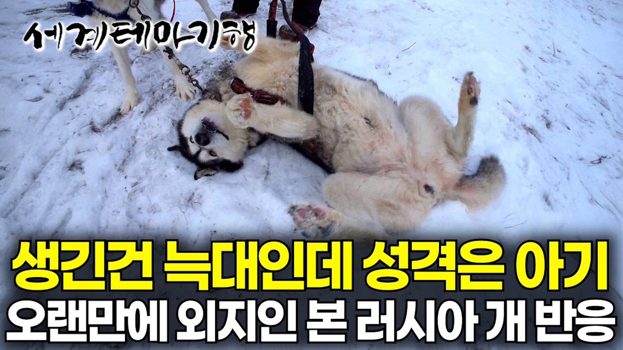 혹한 러시아 오지에 사는 썰매견이 오랜만에 외지인 만나자 귀여운 반응｜영하 71℃ 극한 추위 러시아 사람들이 사는 법｜세계테마기행｜#세테깅