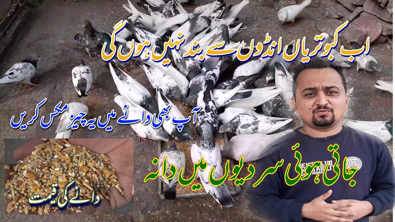Pigeon Feed For Breeding| Breeder Kabootar Ka Dana| Kabooter Baaz (Abdul Basit Butt)