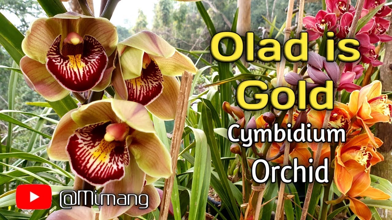 Old Is Gold Cymbidium Orchid 😊 / Mimang Vlog //