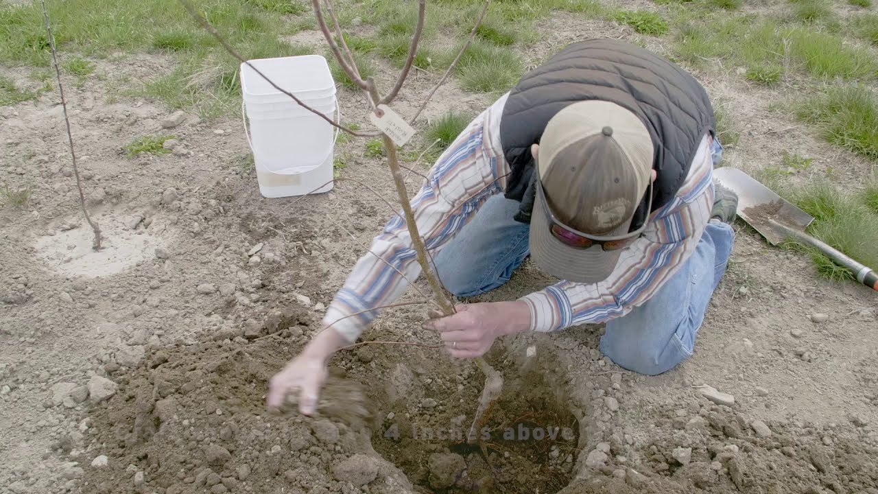 Planting Fruit Trees