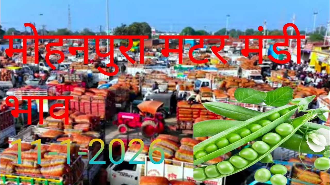 मोहनपुरा मटर मंडी भाव आज का मटर का क्या रेट रहा दिनांक 11- 1-2026