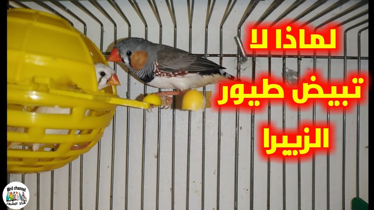 لماذا لا تبيض طيور الزيبرا ؟ طبق هذه الشروط وستنجح في تزاوج وإنتاج طيور الزيبرا بكل سهولة