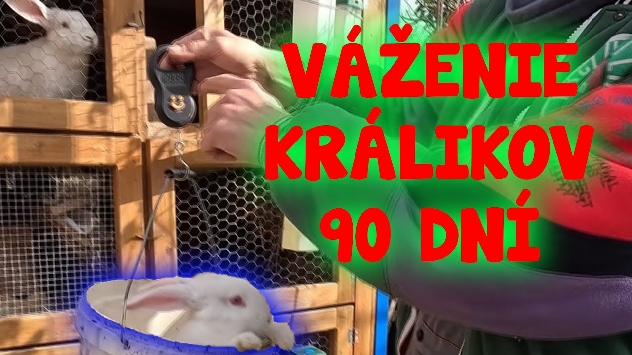 Králiky 90dni, váženie