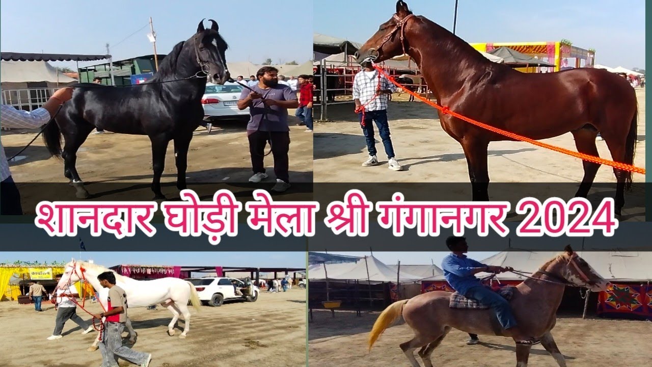 शानदार घोड़ी मेला श्री गंगानगर 2024