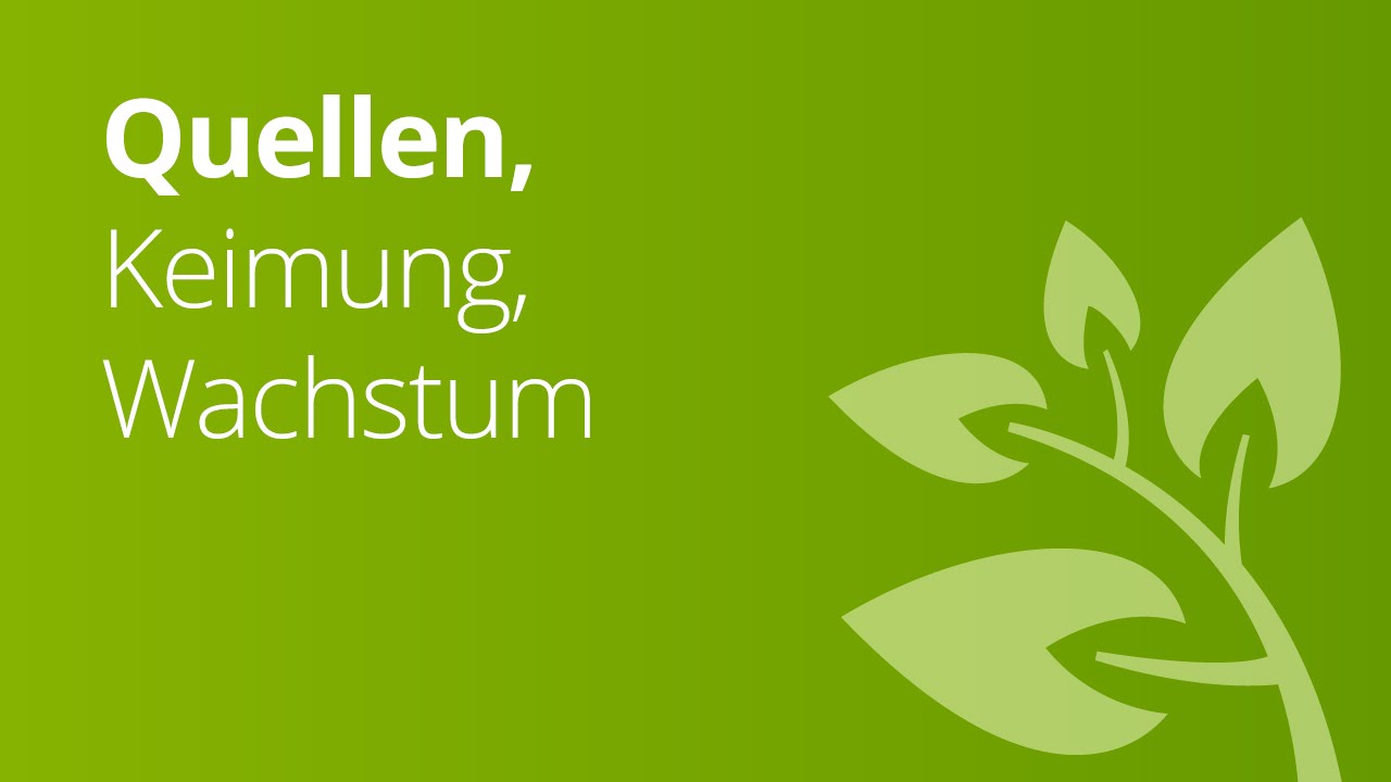 Quellen, Keimung, Wachstum: Entstehung einer Pflanze | Biologie