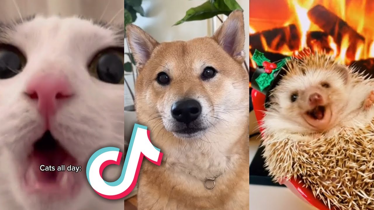 TikTok PETS To CHEER YOU UP TODAY...