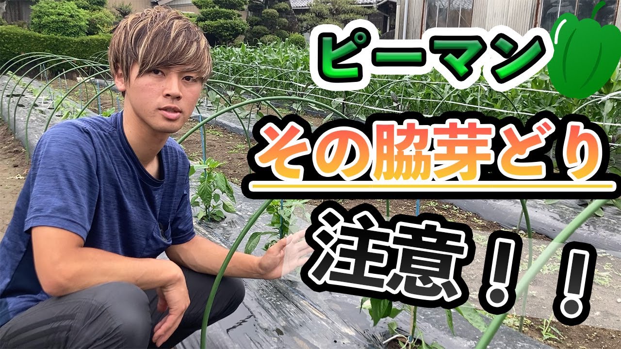 【ピーマン】脇芽とりの方法。その方法は注意が必要です！