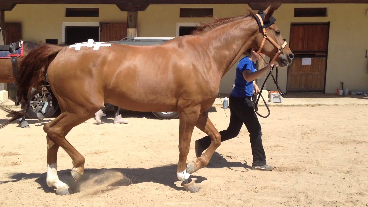 20 Hind limb lameness